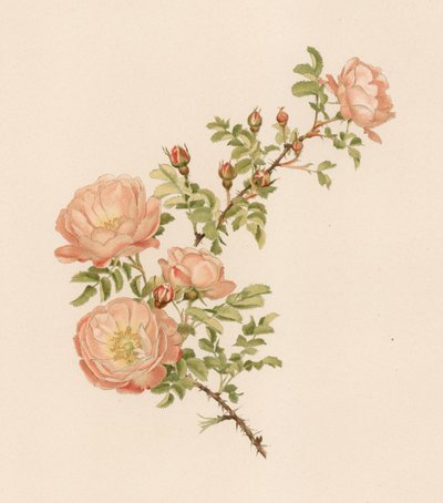 Rosa inglesa de English School